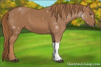 Horse Color:ERROR: UNKNOWN ANOMALY