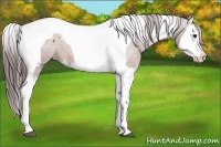 Horse Color:Bay Splash Tobiano Blanket  Brindle