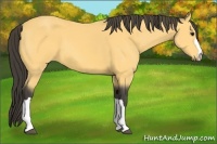 Horse Color:Buckskin 