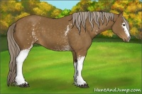 Horse Color:White Spotted Chocolate Palomino 
