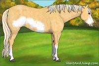 Horse Color:Palomino Splash Frame  Brindle