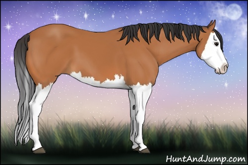 Horse Color: Bay Splash 