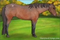 Horse Color:Brown Appaloosa 