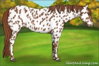 Horse Color:Chestnut Appaloosa