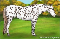 Horse Color:Liver Chestnut Appaloosa