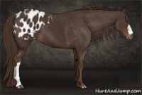 Horse Color:Liver Chestnut Appaloosa 