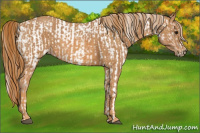 Horse Color:Silver Bay Splash Tobiano Appaloosa Brindle