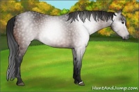 Horse Color:Gray Bay 
