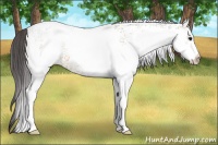 Horse Color:White Spotted Buckskin 