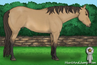 Horse Color:Buckskin Dun 