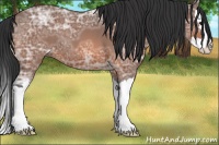 Horse Color:Bay Ice Roan Splash 