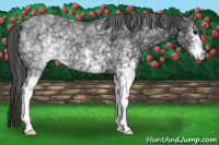 Horse Color:White Spotted Black