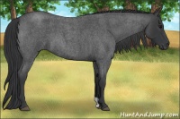 Horse Color:Blue Roan 