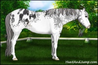 Horse Color:White Spotted Brown Blanket 