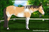 Horse Color:White Spotted Buckskin 