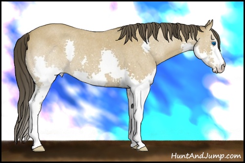 Horse Color: Buckskin Roan Splash 