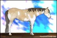 Horse Color:Buckskin Splash 