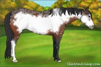 Horse Color:Bay Ice Frame 