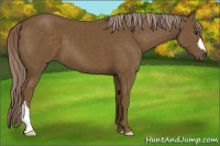 Horse Color:Chocolate Palomino 