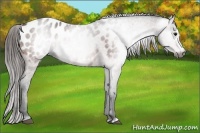 Horse Color:Gray Bay Roan Splash Appaloosa 