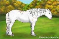 Horse Color:Silver Bay Ice Dun Sabino 