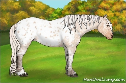 Horse Color: Silver Bay Ice Roan Dun Sabino Blanket 