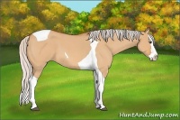 Horse Color:Silver Bay Roan Dun Splash Tobiano 