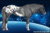 Horse Color:White Spotted Blue Roan Splash Frame Appaloosa 