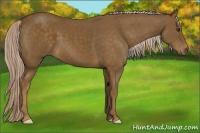 Horse Color:Chocolate Palomino 
