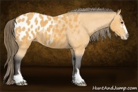 Horse Color:Buckskin Sabino Blanket