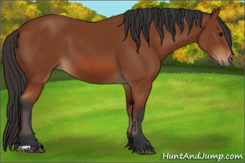 Horse Color: Bay 