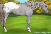 Horse Color:Smoky Black Appaloosa