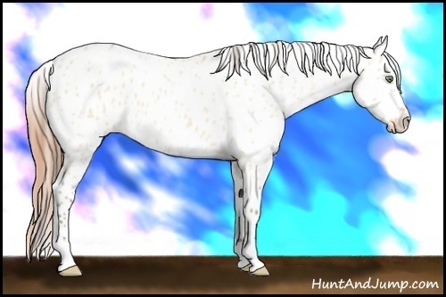 Horse Color: Amber Champagne Dun Leopard 