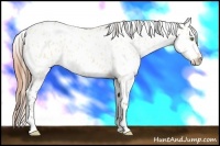 Horse Color:Amber Champagne Dun Leopard 