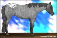 Horse Color:Blue Roan Appaloosa 