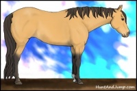 Horse Color:Buckskin 