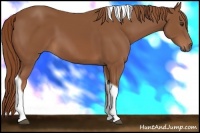 Horse Color:Chestnut Tobiano 