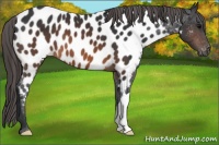 Horse Color:Brown Appaloosa 