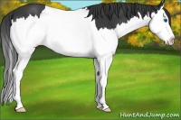 Horse Color:Black Sabino Splash 