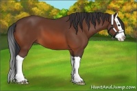 Horse Color:Bay Splash 