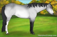 Horse Color:Bay Chinchilla 