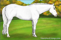 Horse Color:Silver Smoky Black Appaloosa 