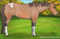 Horse Color:Bay Appaloosa 