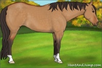 Horse Color:Buckskin Dun 