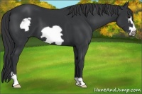 Horse Color:Black Frame 