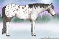 Horse Color:Gray Bay Appaloosa 