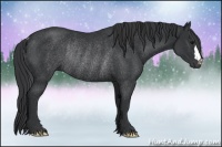 Horse Color:Black Rabicano 