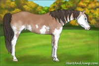 Horse Color:Bay Splash 