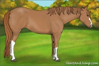Horse Color:Chestnut 