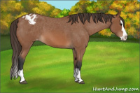 Horse Color:Bay Roan Splash Appaloosa 
